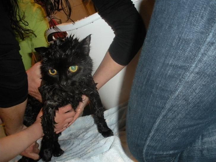 Blanding af racer Basse (Tykke) - 14. Åh lille pus da! Han skulle i bad xD Det tog han faktisk meget pænt d; Foto. Gro-Foto  billede 14