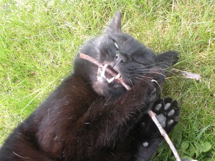 Blanding af racer Basse (Tykke) - 15. Min lille farlige missetat! <3 Foto: Miig! :D billede 15