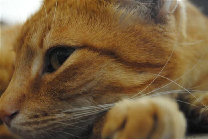 Huskat Fifi billede 1