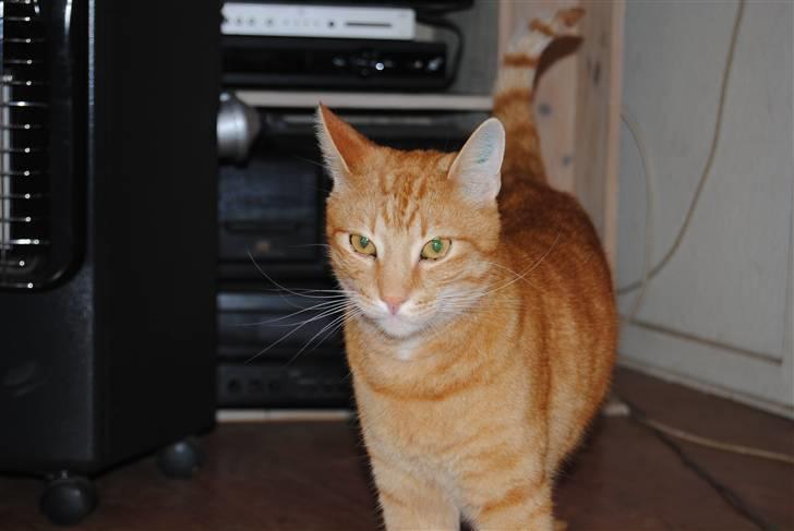 Huskat Fifi billede 2