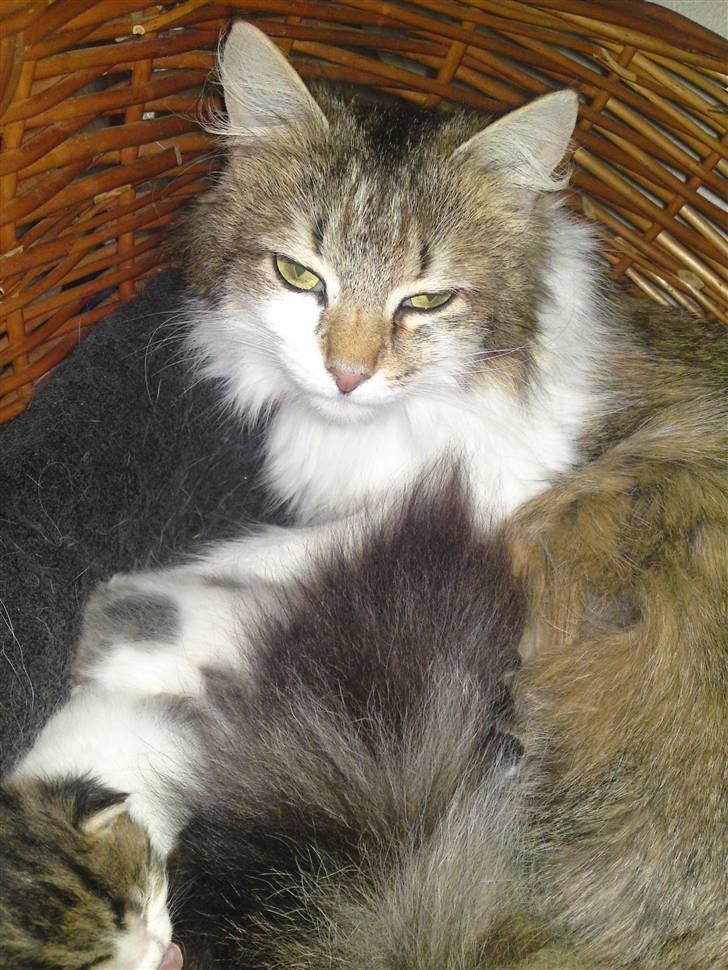 Maine Coon Fifi Jørgensen billede 3