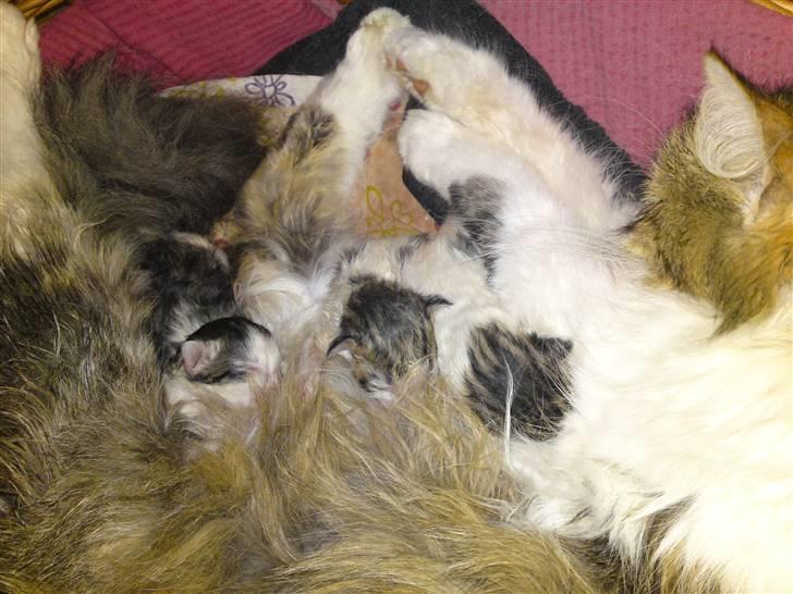 Maine Coon Fifi Jørgensen billede 7