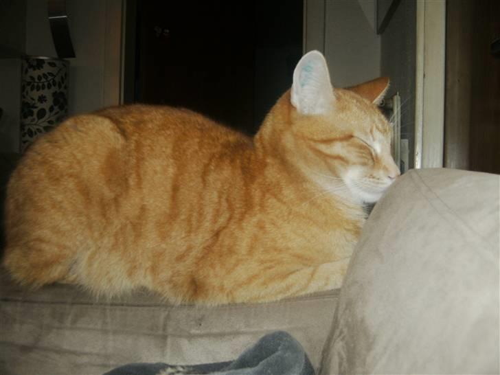 Huskat Fifi billede 3