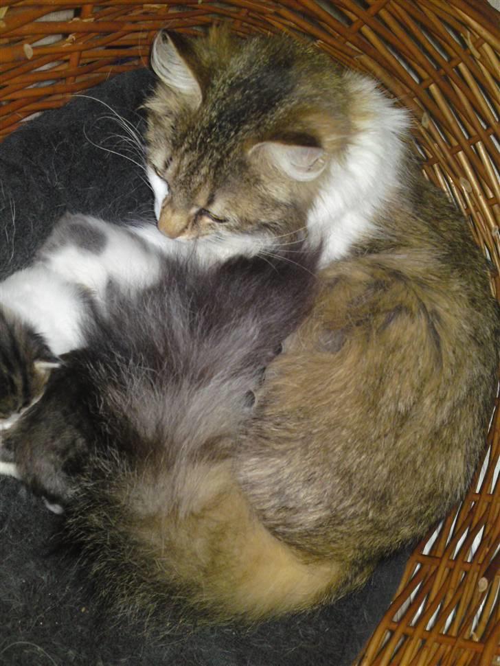 Maine Coon Fifi Jørgensen billede 8