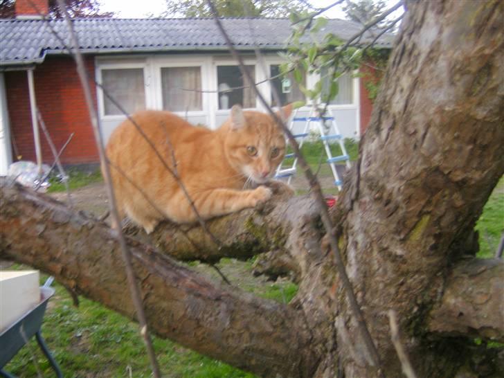 Huskat Fifi billede 4