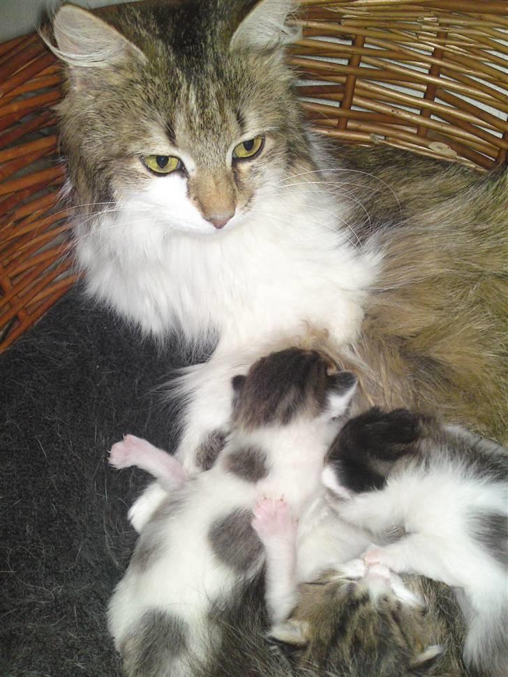 Maine Coon Fifi Jørgensen billede 9