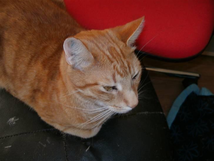 Huskat Fifi billede 5