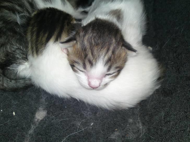 Maine Coon Fifi Jørgensen billede 10