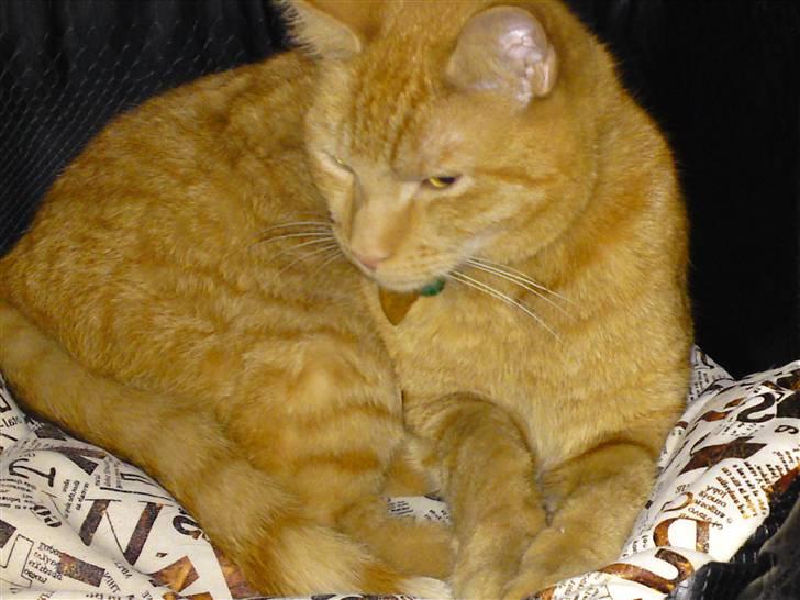 Blanding af racer Midde billede 14