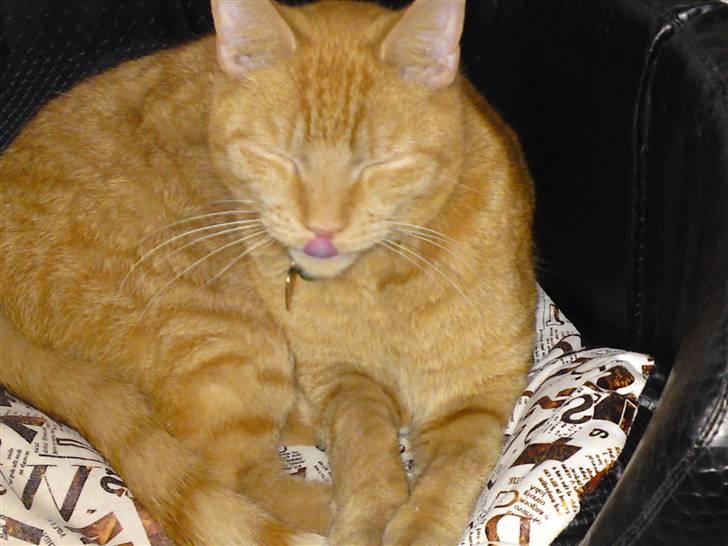 Blanding af racer Midde billede 15