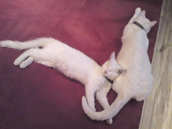 Blanding af racer SNEBOLD billede 8