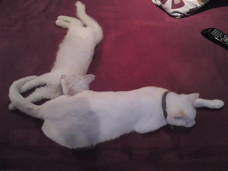 Blanding af racer SNEBOLD billede 10