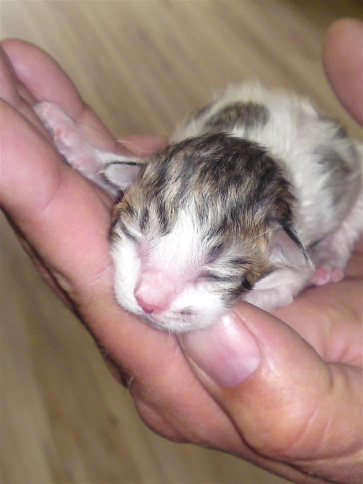 Maine Coon MIN billede 1