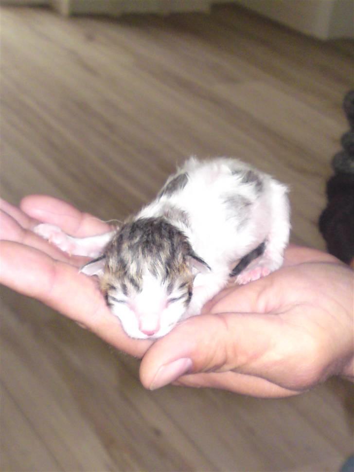 Maine Coon MIN billede 2