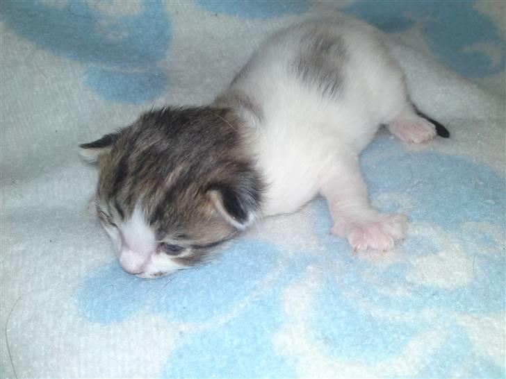 Maine Coon MIN billede 3