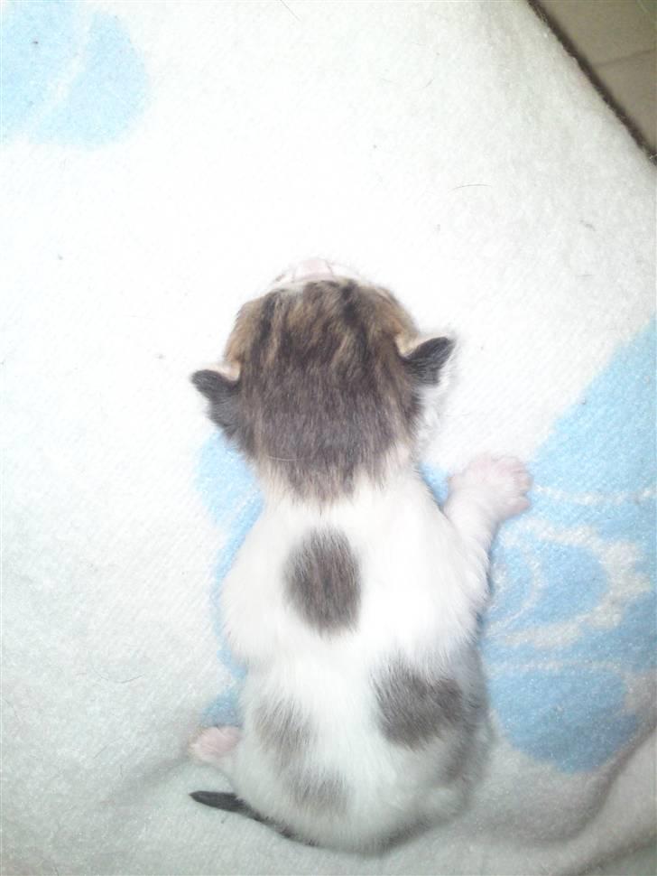 Maine Coon MIN billede 4