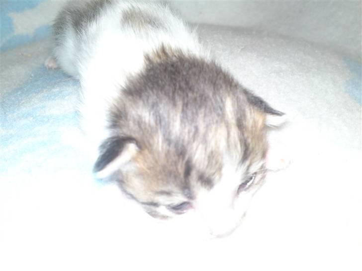 Maine Coon MIN billede 5