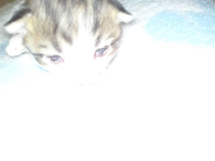 Maine Coon MIN billede 6