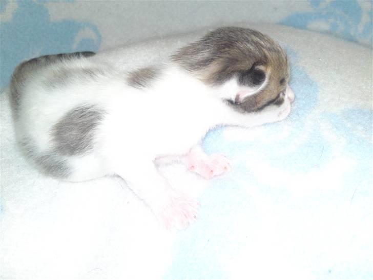 Maine Coon MIN billede 7