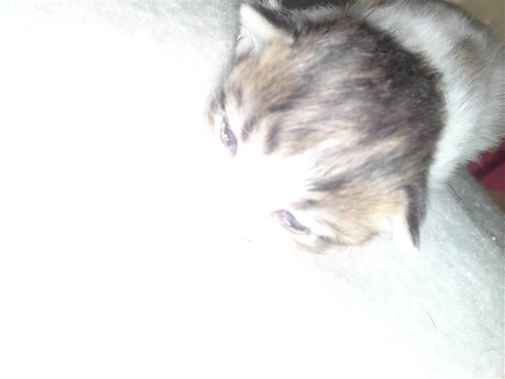 Maine Coon MIN billede 8