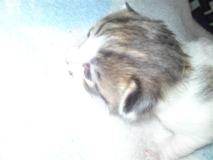 Maine Coon MIN billede 9