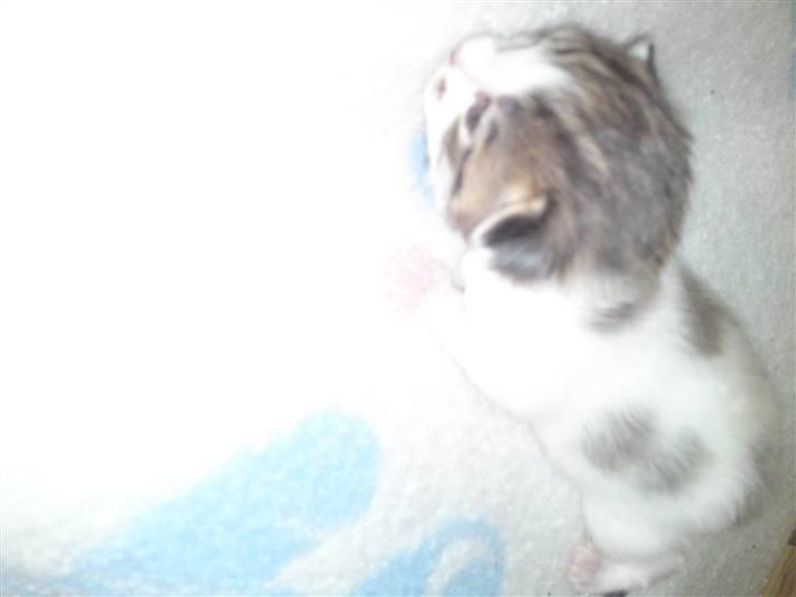 Maine Coon MIN billede 10