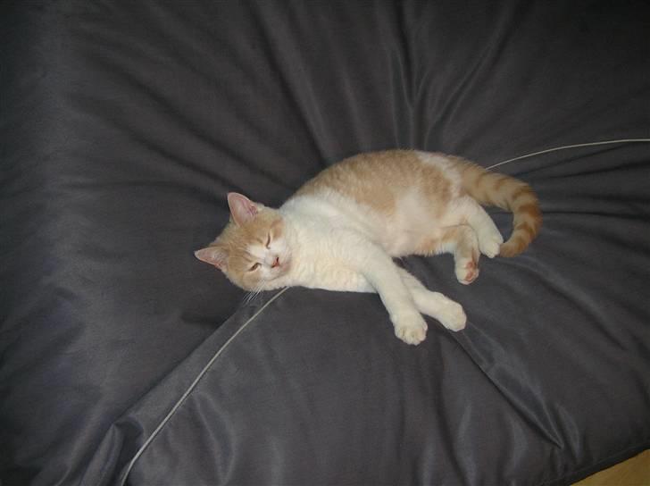 British Shorthair Master Fatman billede 4