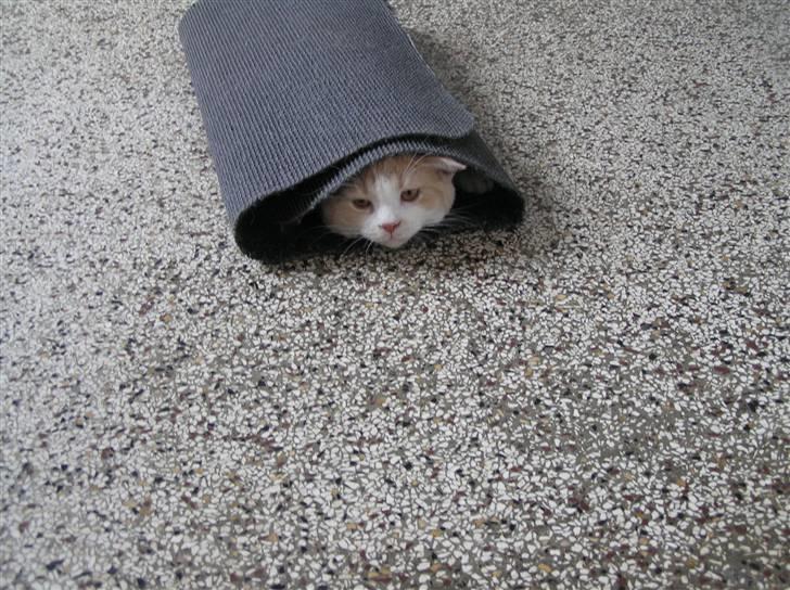 British Shorthair Master Fatman billede 5