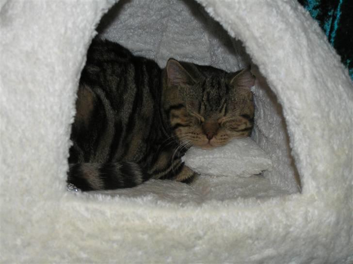 British Shorthair Sölvi billede 4