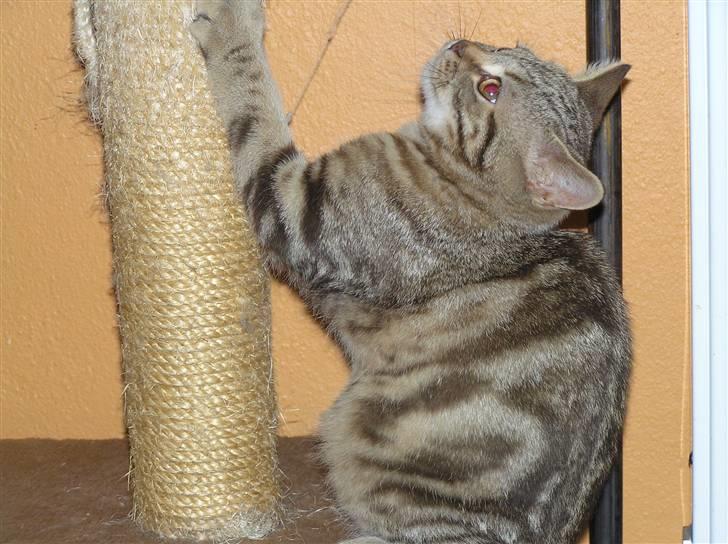 British Shorthair Sölvi billede 5