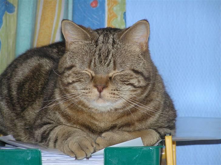 British Shorthair Sölvi billede 6