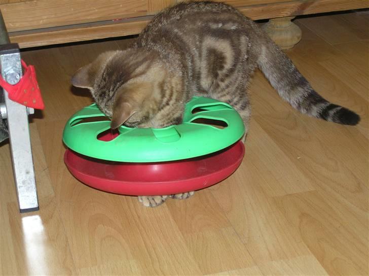 British Shorthair Sölvi billede 7