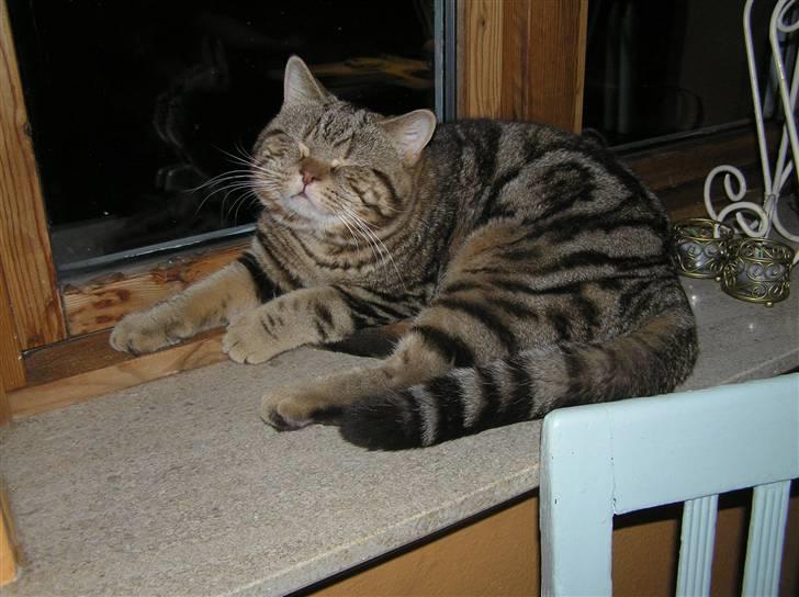 British Shorthair Sölvi billede 8