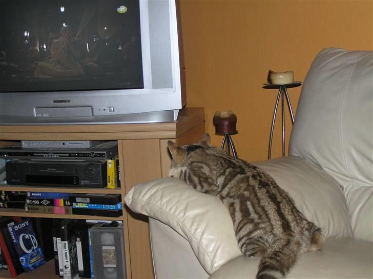 British Shorthair Sölvi billede 9