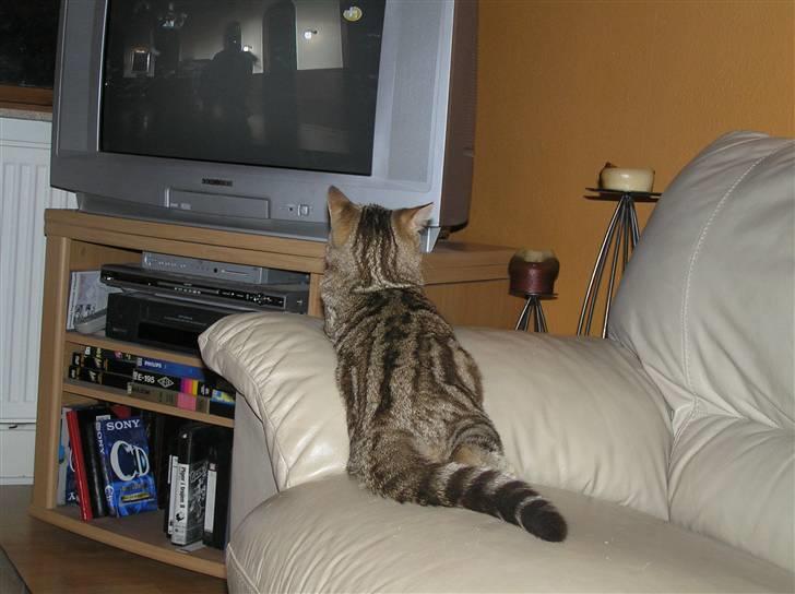 British Shorthair Sölvi billede 10