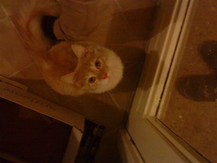 Norsk Skovkat Manse - Vil du ikke nok åbne den dør..?! billede 2