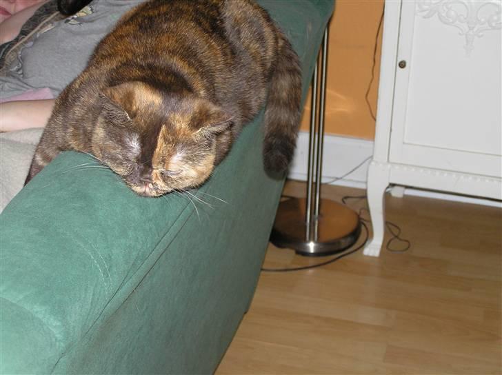 British Shorthair Aisha billede 6