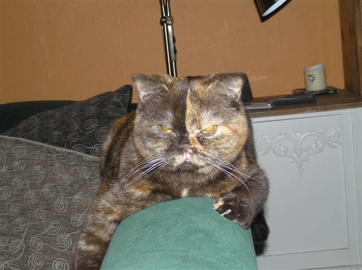 British Shorthair Aisha billede 7