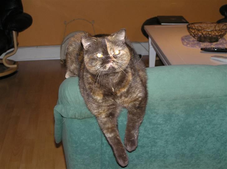 British Shorthair Aisha billede 10