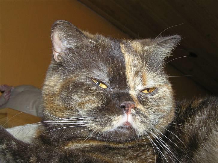 British Shorthair Aisha billede 11