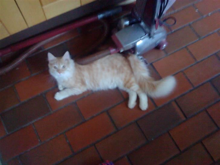 Norsk Skovkat Manse - ´Du kan altså ikke låne denne støvsuger´ ! billede 5