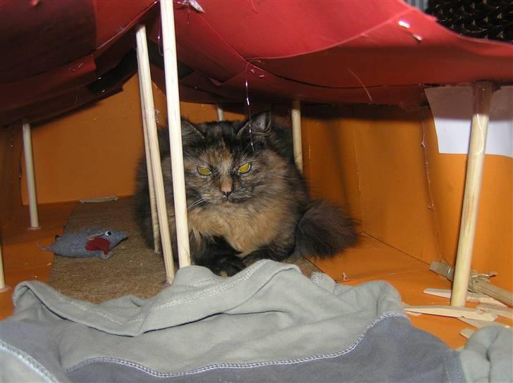 Norsk Skovkat Coco billede 6