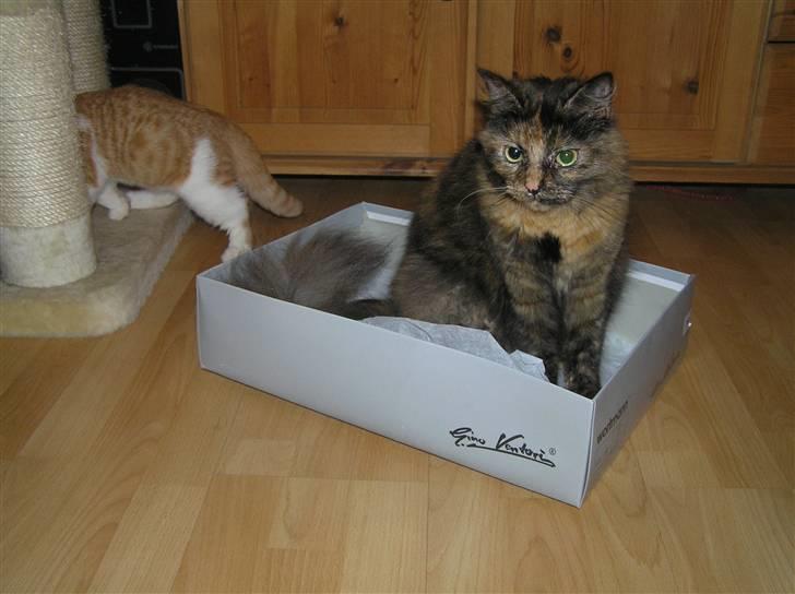 Norsk Skovkat Coco billede 7