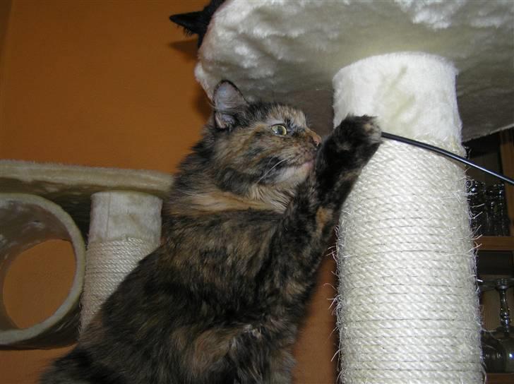 Norsk Skovkat Coco billede 8