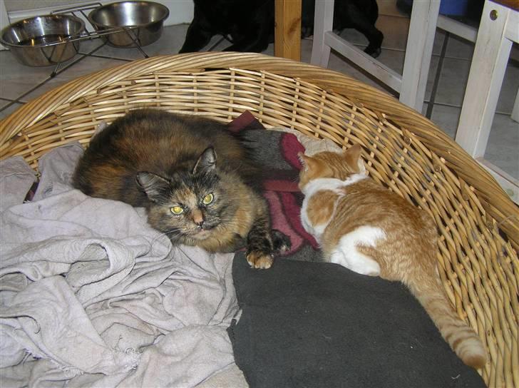 Norsk Skovkat Coco billede 9