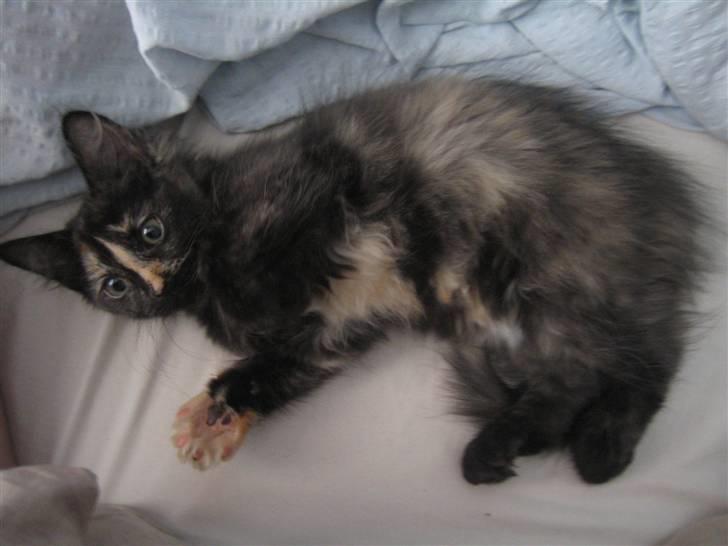 Blanding af racer Bellatrix billede 17