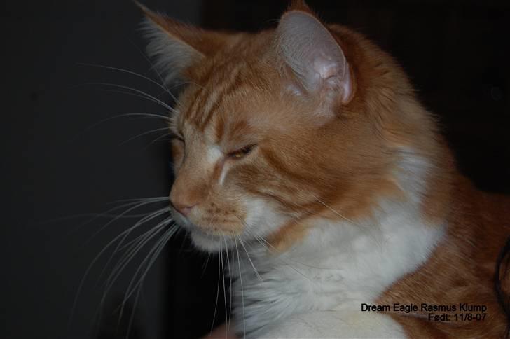 Maine Coon Rasmus Klump billede 5