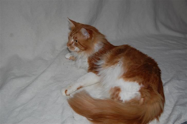 Maine Coon Rasmus Klump billede 7