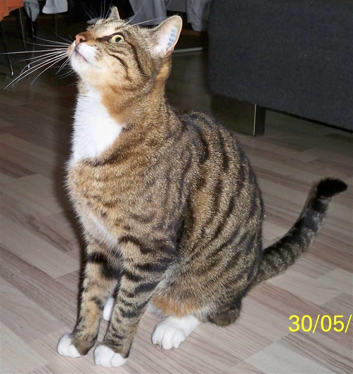 Huskat Micky billede 1