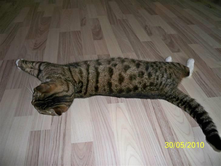 Huskat Micky billede 2